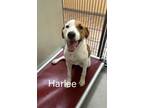 Adopt Harlee 27338 a White Hound (Unknown Type) dog in Joplin, MO (38558974)