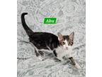 Adopt Abu a Domestic Short Hair