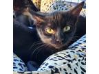 Adopt JOSS a All Black Domestic Shorthair (short coat) cat in Brea