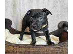 Adopt DIAMOND PUP Hugsy a Labrador Retriever, Plott Hound