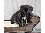 Adopt DIAMOND PUP Marcel a Labrador Retriever, Plott Hound