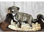 Adopt DIAMOND PUP Frank Jr a Labrador Retriever, Plott Hound