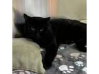 Adopt Bandleader Ricky a Domestic Short Hair