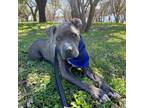 Adopt Duffy a American Staffordshire Terrier, Mixed Breed