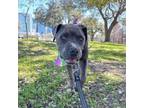 Adopt Duffy a American Staffordshire Terrier, Mixed Breed