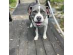 Adopt Jericho a Pit Bull Terrier