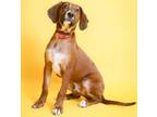 Adopt Andy-In Foster a Redbone Coonhound