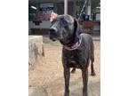 Adopt MILLER a Plott Hound, Mixed Breed