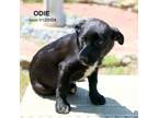 Adopt Odie-9041 a Schnauzer, Mixed Breed