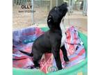 Adopt Olly-9012 a Schnauzer, Mixed Breed