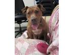 Adopt Ari a Red/Golden/Orange/Chestnut - with White Mixed Breed (Medium) / Mixed