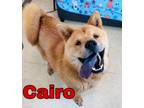 Adopt Cairo a Chow Chow, Mixed Breed