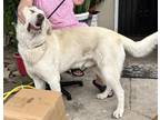 Adopt ZEU a Great Pyrenees