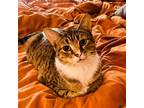 Adopt Luz a Tan or Fawn Tabby Domestic Shorthair / Mixed (short coat) cat in