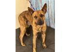 Adopt Hector a Shepherd, Mixed Breed