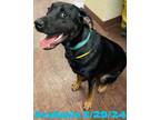 Adopt Dog Kennel #18 Ace a Doberman Pinscher, Mixed Breed