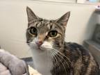 Adopt Ruthy a White Domestic Shorthair / Domestic Shorthair / Mixed cat in