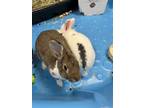 Adopt Thyme (Bonded to Honeydew) a Mini Rex, Bunny Rabbit