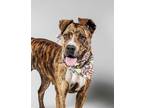 Adopt DAISY a Brindle Mixed Breed (Medium) / Mixed dog in Los Angeles