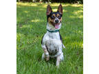 Adopt Penelope a Black Rat Terrier / Mixed dog in Tyler, TX (38440391)