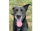 Adopt Duckie a Black Shepherd (Unknown Type) / Mixed dog in Irving