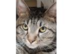Adopt Baby Cat a Brown Tabby Domestic Shorthair / Mixed (short coat) cat in