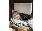 Adopt Joey a Domestic Short Hair, Tabby