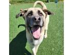 Adopt Steve a Anatolian Shepherd