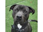 Adopt Hitch a Pit Bull Terrier