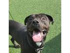 Adopt Hitch a Pit Bull Terrier