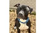 Adopt TACO BELL a Pit Bull Terrier