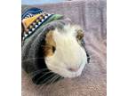 Adopt Miracle a Guinea Pig