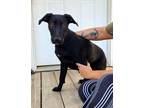 Adopt Dimples ~ meet me! a Black - with White Labrador Retriever / Whippet /