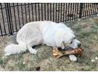 Adopt Appa a Great Pyrenees