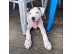 Adopt Sherbert a White - with Tan, Yellow or Fawn American Pit Bull Terrier /