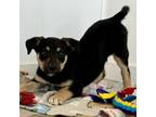 Adopt Cletus a Australian Kelpie, Mixed Breed