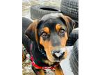 Adopt Coach a Bloodhound, Mixed Breed