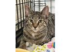 Adopt Fritz a Domestic Shorthair / Mixed (short coat) cat in Hartford City