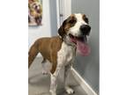 Adopt Banjo a Hound (Unknown Type) / Mixed dog in Hartford City, IN (38586401)