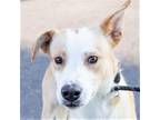 Adopt Boris a Tan/Yellow/Fawn Mixed Breed (Medium) / Mixed dog in Las Cruces