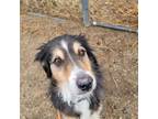 Adopt DOBSION a Collie, Mixed Breed