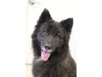 Adopt Malaki a Chow Chow