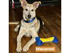 Adopt Macaroni a Black Shepherd (Unknown Type) / Mixed dog in Wadena