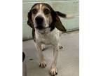 Adopt Scrappy a Beagle