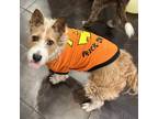 Adopt McAvoy a Tan/Yellow/Fawn Terrier (Unknown Type, Small) / Mixed dog in