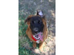 Adopt Andy a Red/Golden/Orange/Chestnut Shepherd (Unknown Type) / Mixed dog in