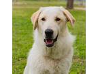 Adopt Daphne a White Anatolian Shepherd / Mixed Breed (Medium) / Mixed (short