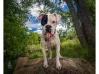 Adopt Mr. Man a Boxer / Mixed dog in Denver, CO (38393604)