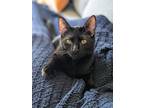 Adopt Newton a All Black Domestic Shorthair (short coat) cat in Sioux Falls