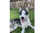 Adopt Blue a White - with Black Siberian Husky / Mixed dog in Carrollton